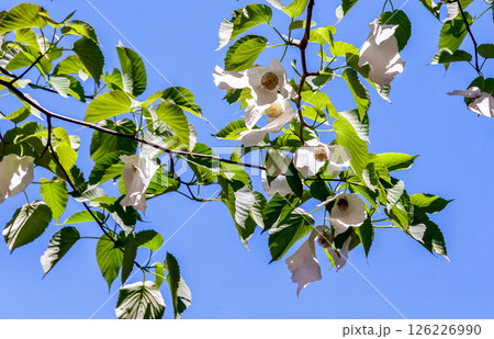 花に大きな苞葉が二枚垂れ下がるハンカチノキ【ミズキ科】 126226990