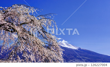 関所破りの桜 関所破りの桜 126227004
