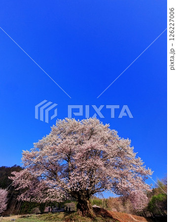 針山の天王桜 針山の天王桜 126227006