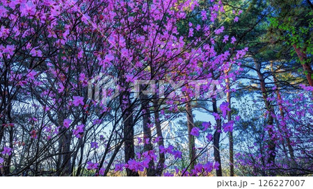 道の駅なるさわのミツバツツジ 126227007