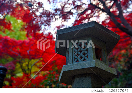 関東・紅葉の大山詣り・大山寺の手前、美しい紅葉と灯籠の日本らしい風景・神奈川県伊勢原市(1) 126227075