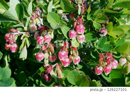 クロマメノキの花 126227101