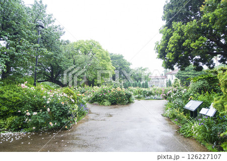 山手西洋館フランス山庭園の港の見える丘公園の春 山手西洋館フランス山庭園の港の見える丘公園の春 126227107