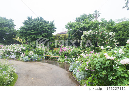 山手西洋館フランス山庭園の港の見える丘公園の春 山手西洋館フランス山庭園の港の見える丘公園の春 126227112