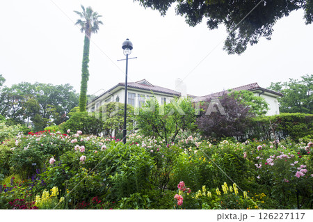 山手西洋館フランス山庭園の港の見える丘公園の春 山手西洋館フランス山庭園の港の見える丘公園の春 126227117