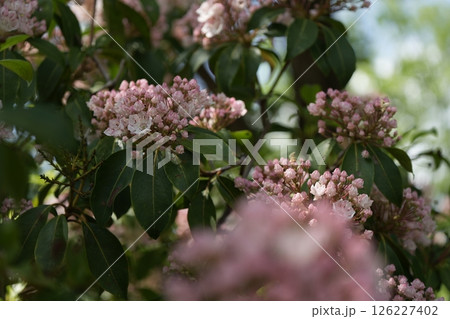 カルミア 126227402