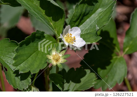 オランダイチゴの白い花【バラ科】 オランダイチゴの白い花【バラ科】 126227521