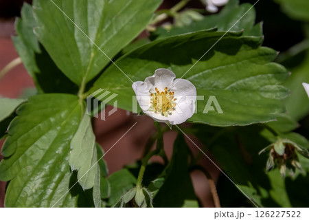 オランダイチゴの白い花【バラ科】 オランダイチゴの白い花【バラ科】 126227522