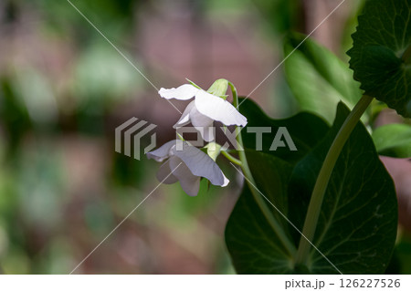 エンドウマメの白い花、別名エンドウ（豌豆） 126227526