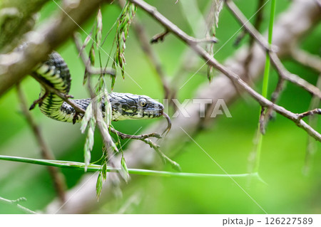 A small snake with a bifurcate language 126227589