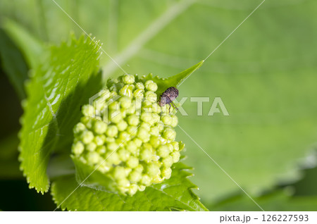 アカアシヒゲナガゾウムシ 126227593