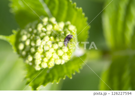 アカアシヒゲナガゾウムシ 126227594