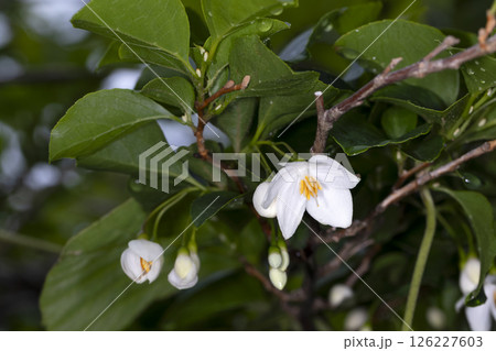 エゴノキ 126227603