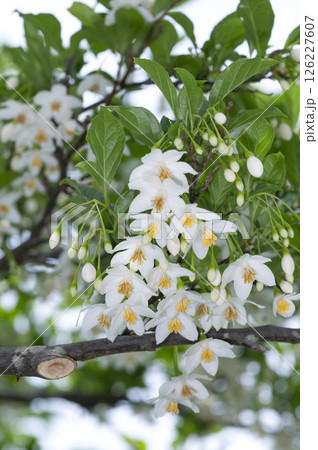 エゴノキ 126227607