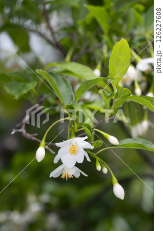 エゴノキ 126227608