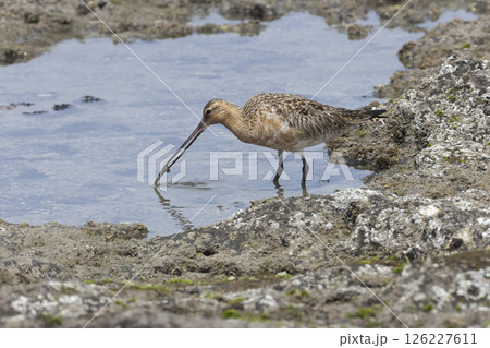 オオソリハシシギ 126227611