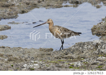 オオソリハシシギ 126227613