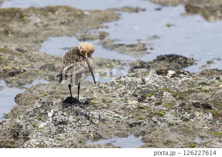 オオソリハシシギ 126227614