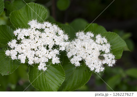 ガマズミ 126227627