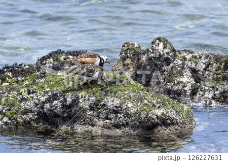 キョウジョシギ キョウジョシギ 126227631