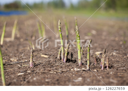 アスパラガスの畑 126227659