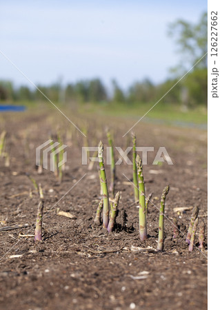 アスパラガスの畑 126227662