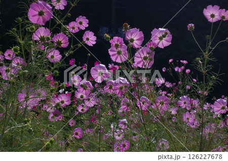 斜光撮影自然な動きをするコスモス 126227678
