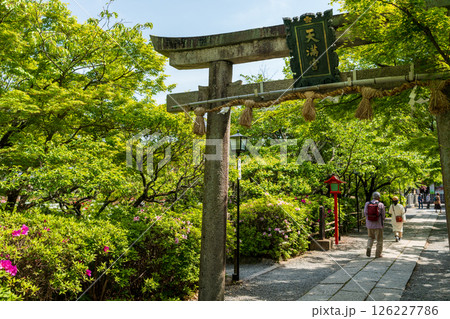 色とりどりのツツジが咲き誇る長岡天満宮境内を散策。 126227786