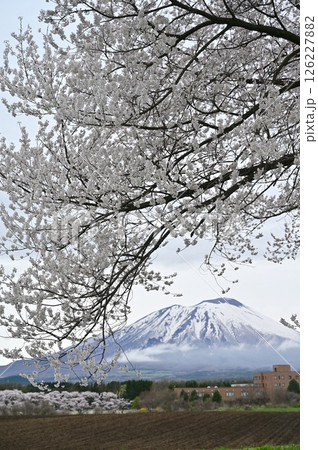 桜越しに見える岩手山 桜越しに見える岩手山 126227882