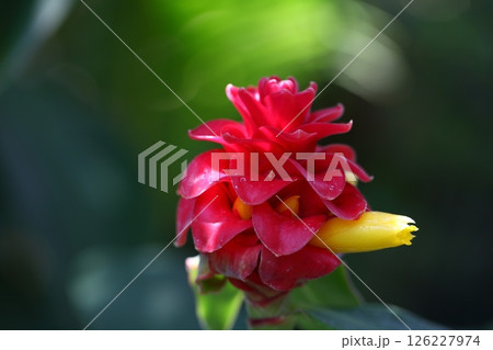 コスタス バルバタスの花 126227974