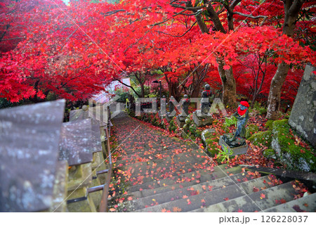 関東・紅葉の大山詣り・大山寺の名所、紅葉のトンネルの階段、上からの眺め・神奈川県伊勢原市(1) 関東・紅葉の大山詣り・大山寺の名所、紅葉のトンネルの階段、上からの眺め・神奈川県伊勢原市(1) 126228037