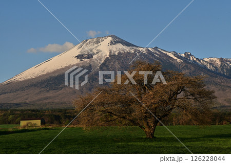 春の残雪の岩手山と上坊牧野の一本桜 春の残雪の岩手山と上坊牧野の一本桜 126228044