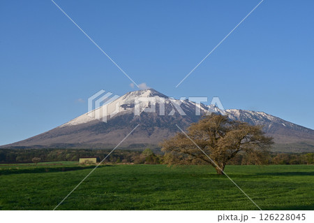 春の残雪の岩手山と上坊牧野の一本桜 春の残雪の岩手山と上坊牧野の一本桜 126228045