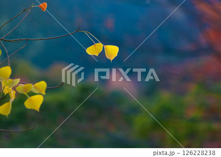 ナンキンハゼの紅葉 ナンキンハゼの紅葉 126228238