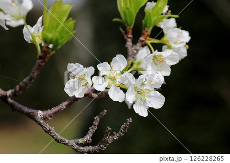 スモモの花 126228265