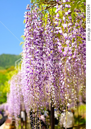 青空に映える藤の花 青空に映える藤の花 126228304