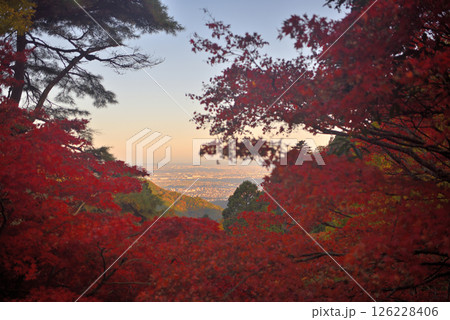 関東・紅葉の大山詣り・大山寺から紅葉越しに眺める相模湾、江ノ島方面の夕景・神奈川県伊勢原市(1) 関東・紅葉の大山詣り・大山寺から紅葉越しに眺める相模湾、江ノ島方面の夕景・神奈川県伊勢原市(1) 126228406