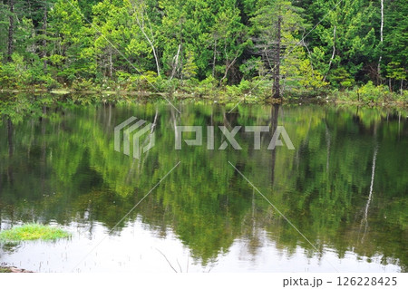 春の乗鞍高原　水鏡の牛留池に咲く水芭蕉 126228425