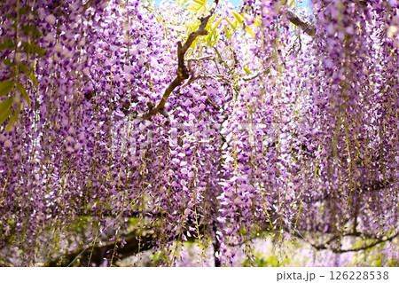 満開の藤の花 126228538