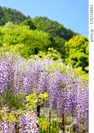 青空に映える藤の花 126228661