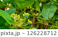 果実になる前のブルーベリー 126228712