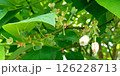 ブルーベリーの花と果実になる前のブルーベリー 126228713