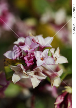ジンチョウゲの花 ジンチョウゲの花 126228853