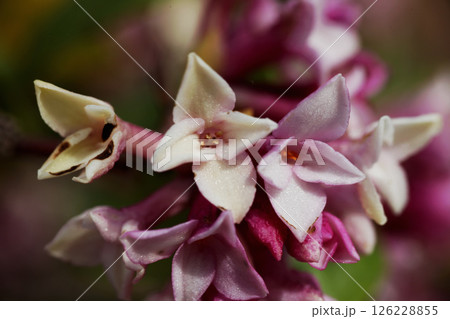 ジンチョウゲの花 126228855