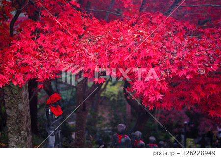 関東・紅葉の大山詣り・大山寺の名所、三十六童子の階段と紅葉トンネルのイメージ・神奈川県伊勢原市(4) 126228949
