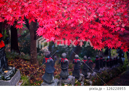 関東・紅葉の大山詣り・大山寺の名所、三十六童子の階段と紅葉トンネルのイメージ・神奈川県伊勢原市(6) 126228955
