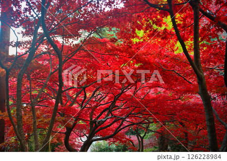 関東・紅葉の大山詣り・大山寺の名所、階段の真っ赤なもみじトンネルのイメージ・神奈川県伊勢原市(2) 126228984