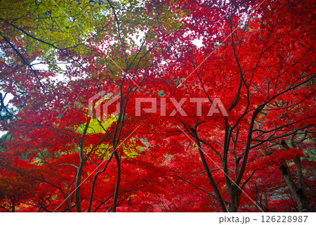 関東・紅葉の大山詣り・大山寺の名所、階段の真っ赤なもみじトンネルのイメージ・神奈川県伊勢原市(3) 126228987