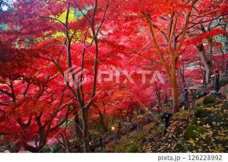 関東・紅葉の大山詣り・大山寺の名所、階段の真っ赤なもみじトンネルのイメージ・神奈川県伊勢原市(5) 126228992