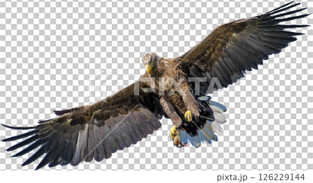 A hawk soaring into the sky 126229144